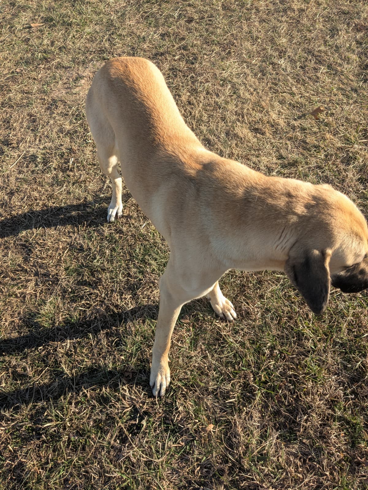 Anatolian Shepherd livestock guardian dog