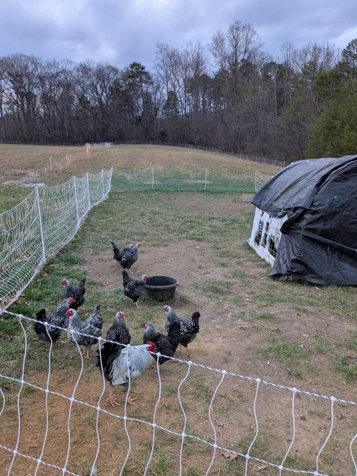 Barred Rock chickens at the pasture coop