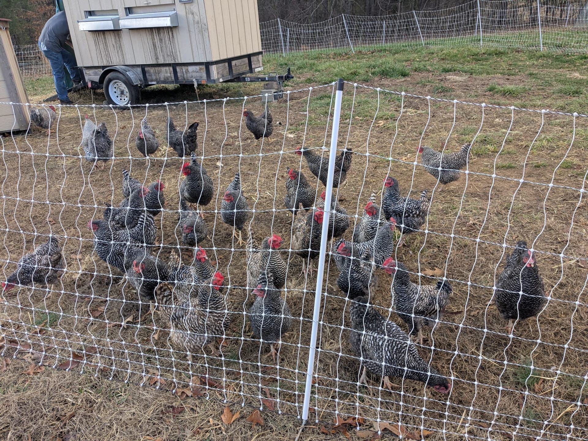 Barred Rock flock inside electric fence