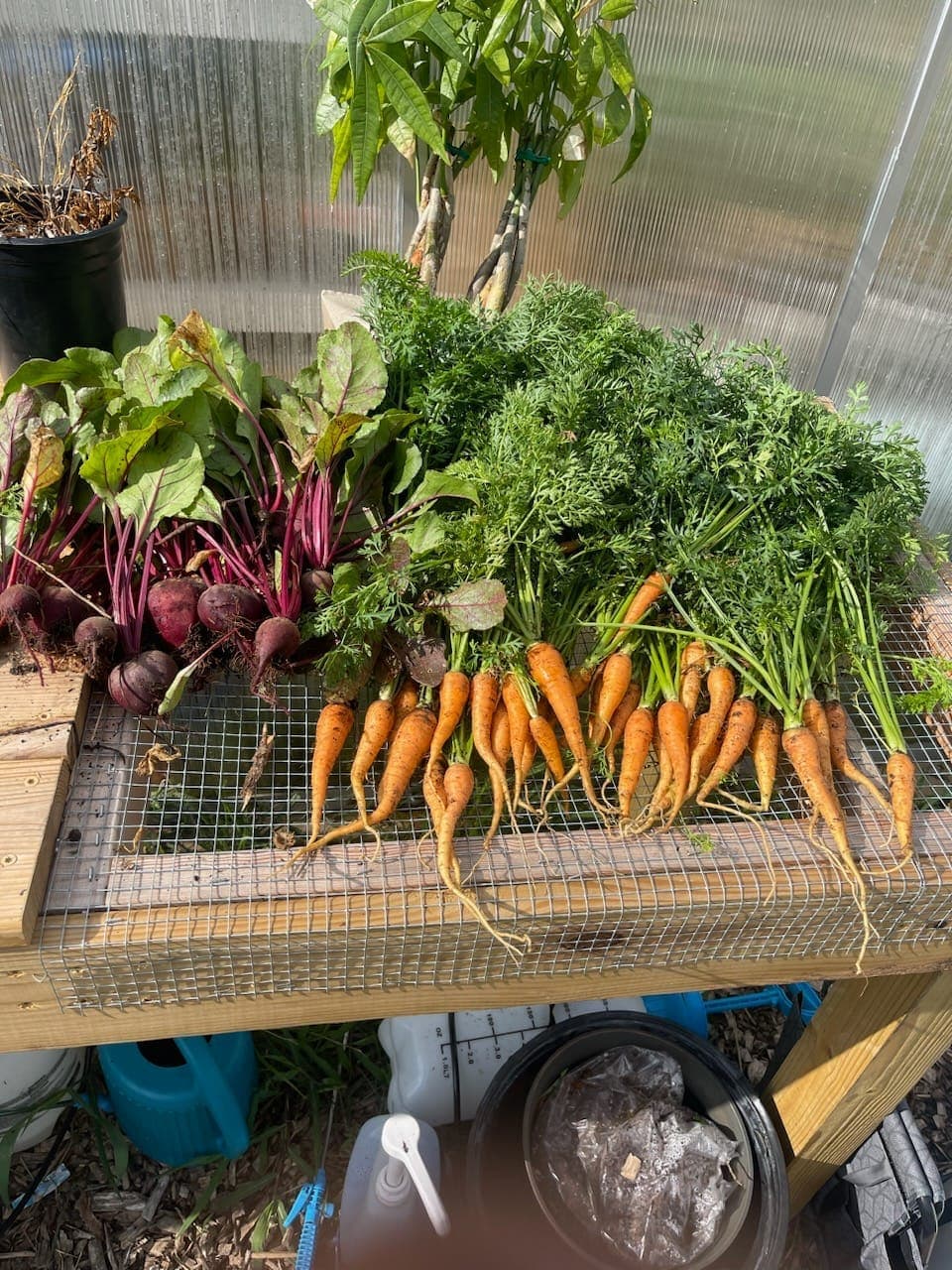 Beets and carrots harvest in greenhouse
