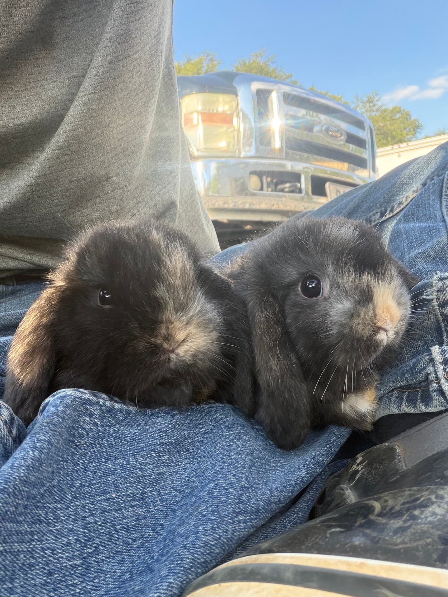 Pair of dark Holland Lop bunnies cuddled on a lap