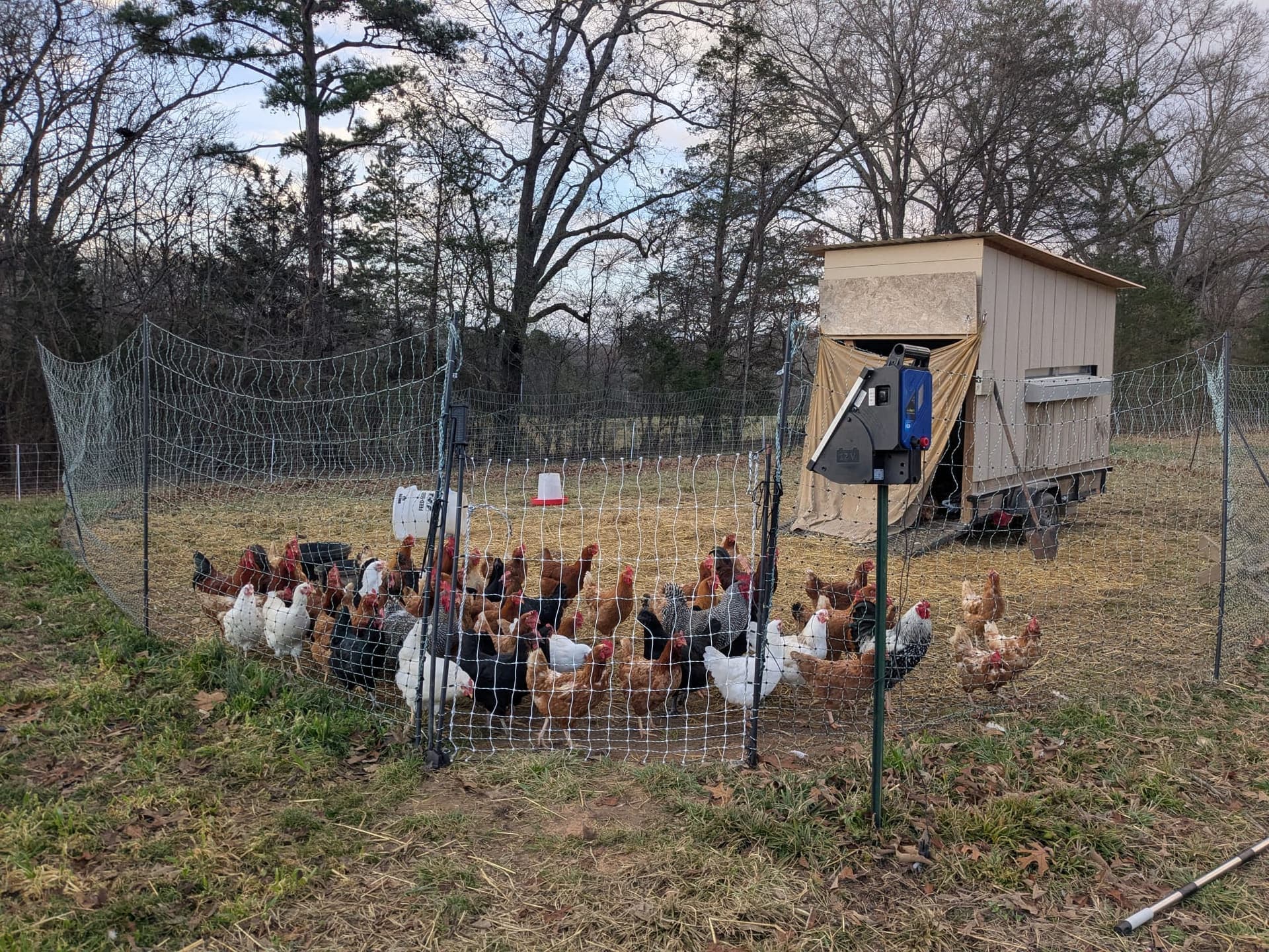 Free range chickens at mobile coop