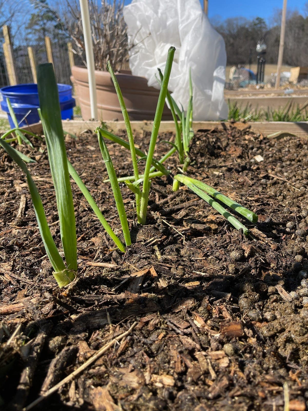 Green onion sprouts in raised bed