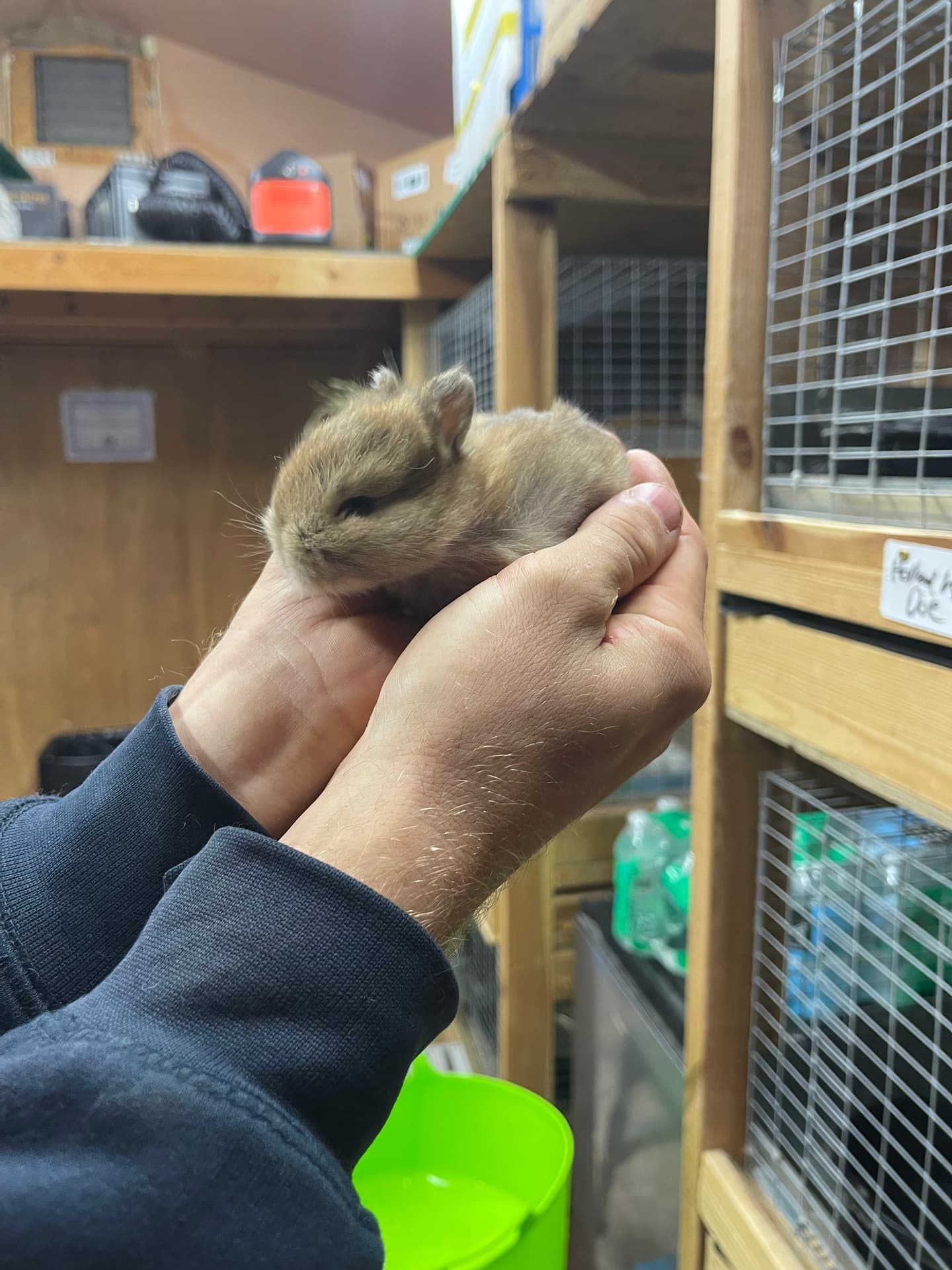 Hand holding fawn baby Holland Lop