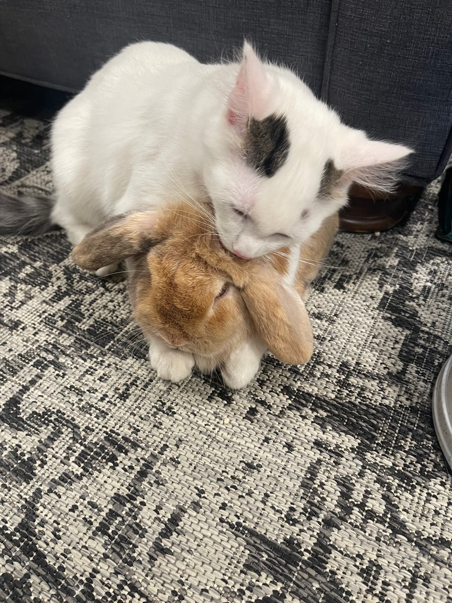 Holland Lop and cat snuggling together