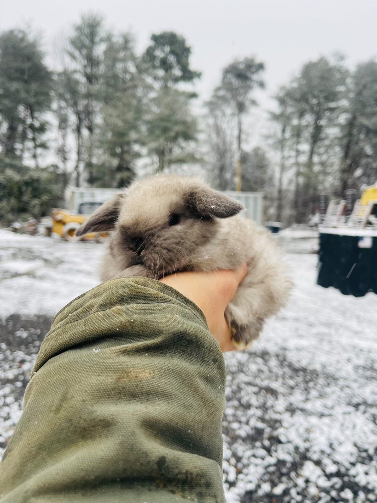 Holland Lop blue tort baby held in snow
