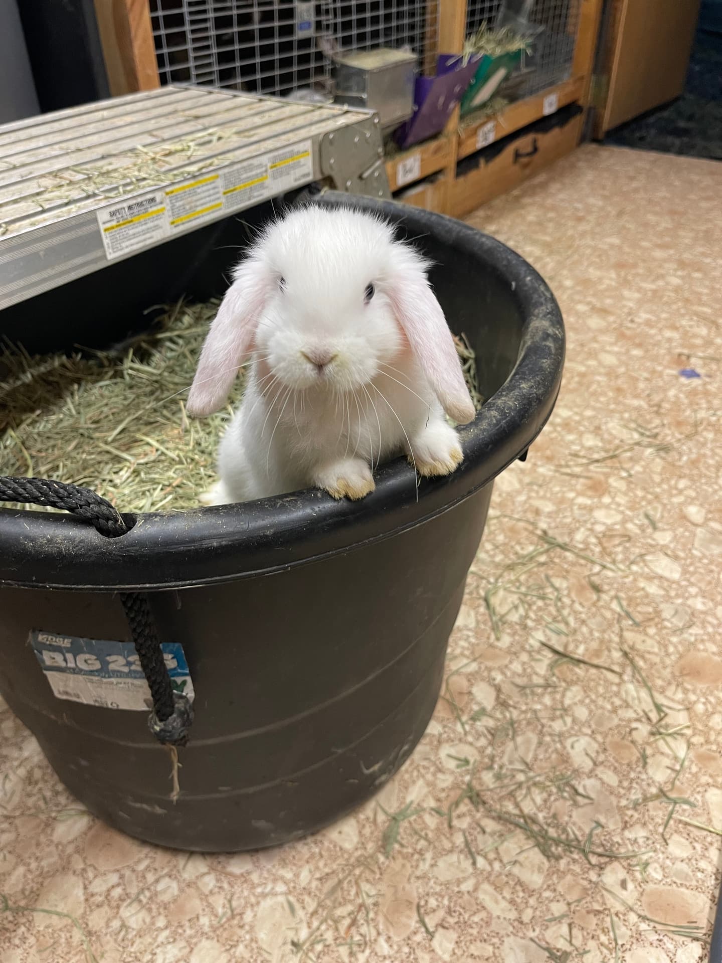 Holland Lop baby resting in bucket