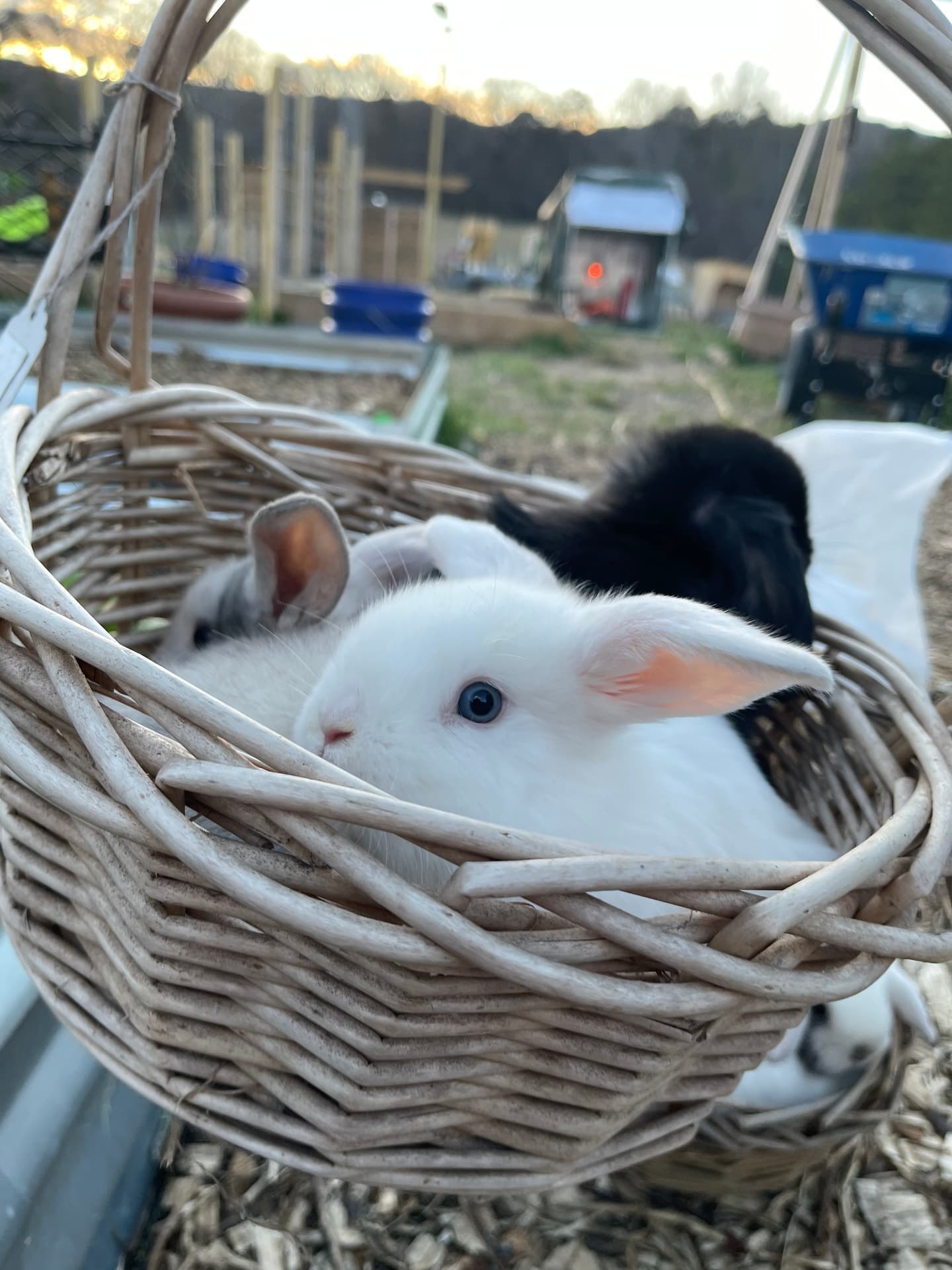 Blue eyed white Holland Lop baby in basket