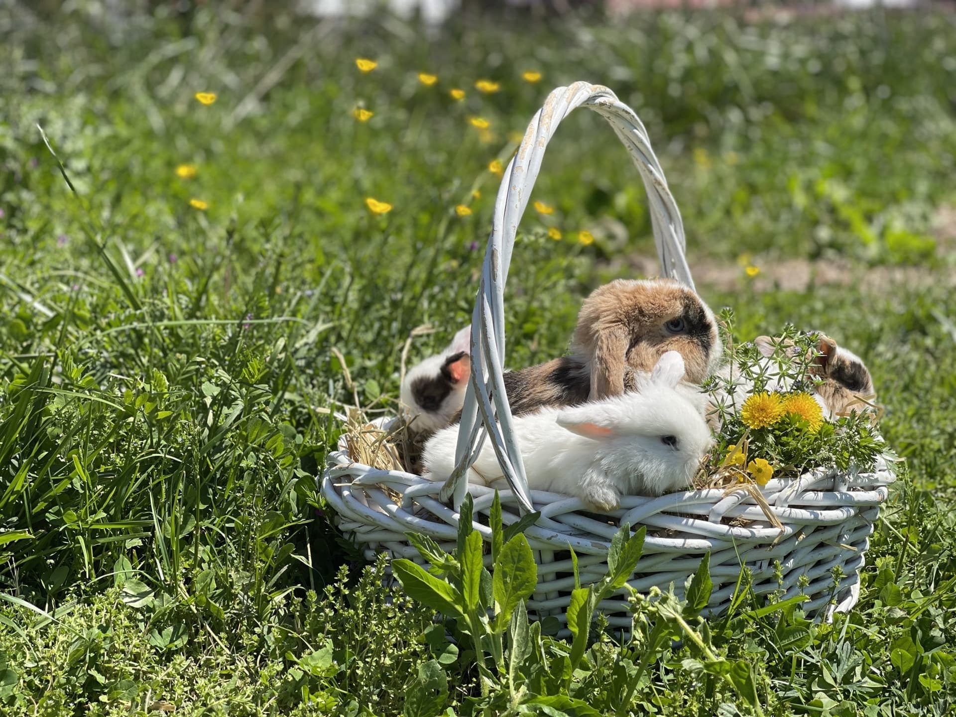 Holland Lop kits in a basket among dandelions