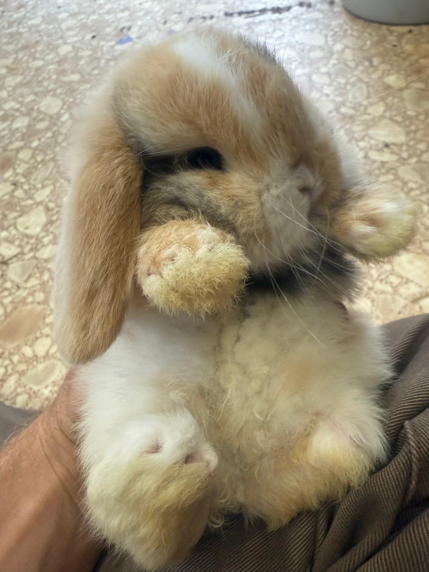 Two fluffy baby Holland Lops cuddling