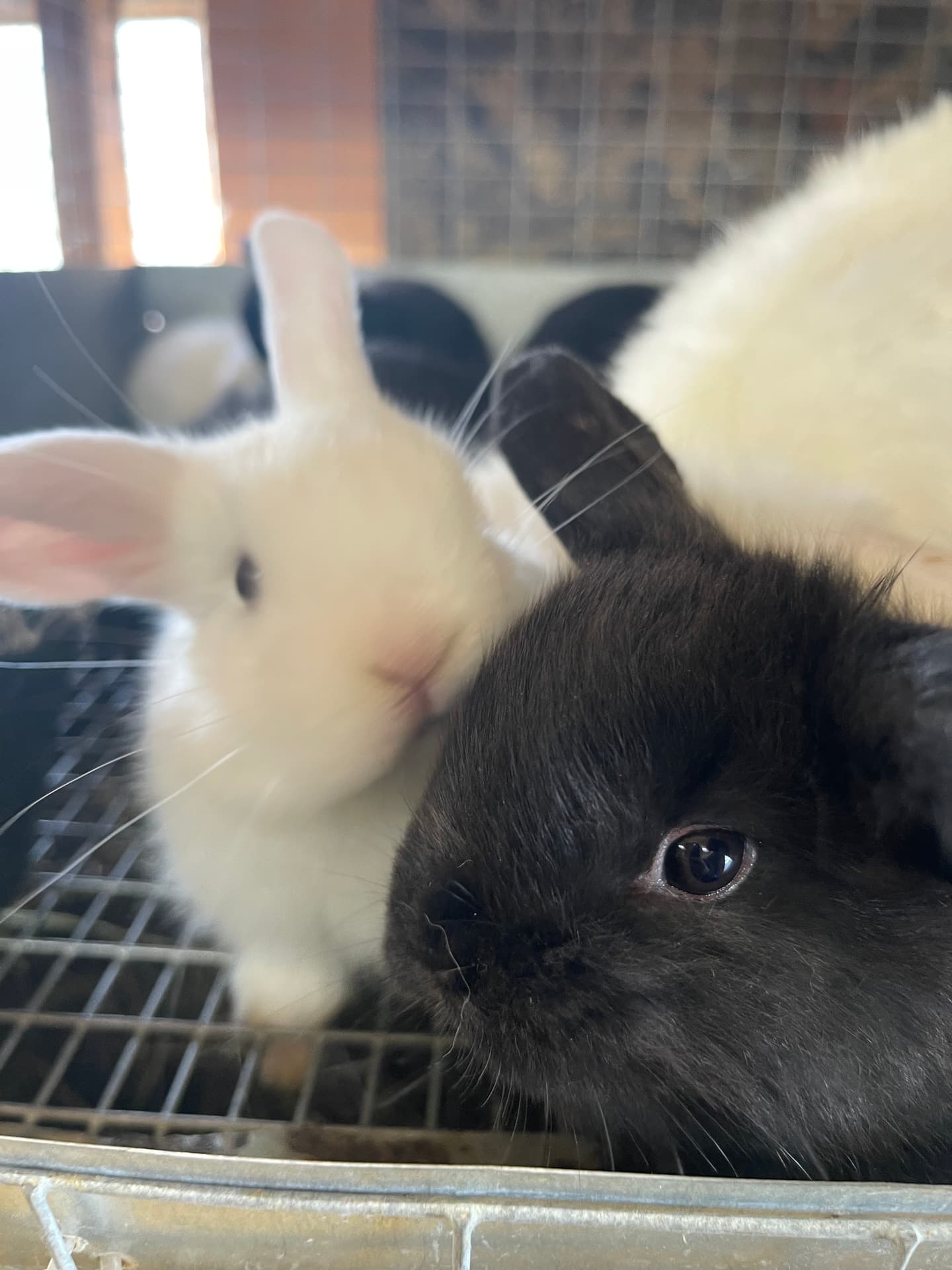 Holland Lop mother with baby bunny