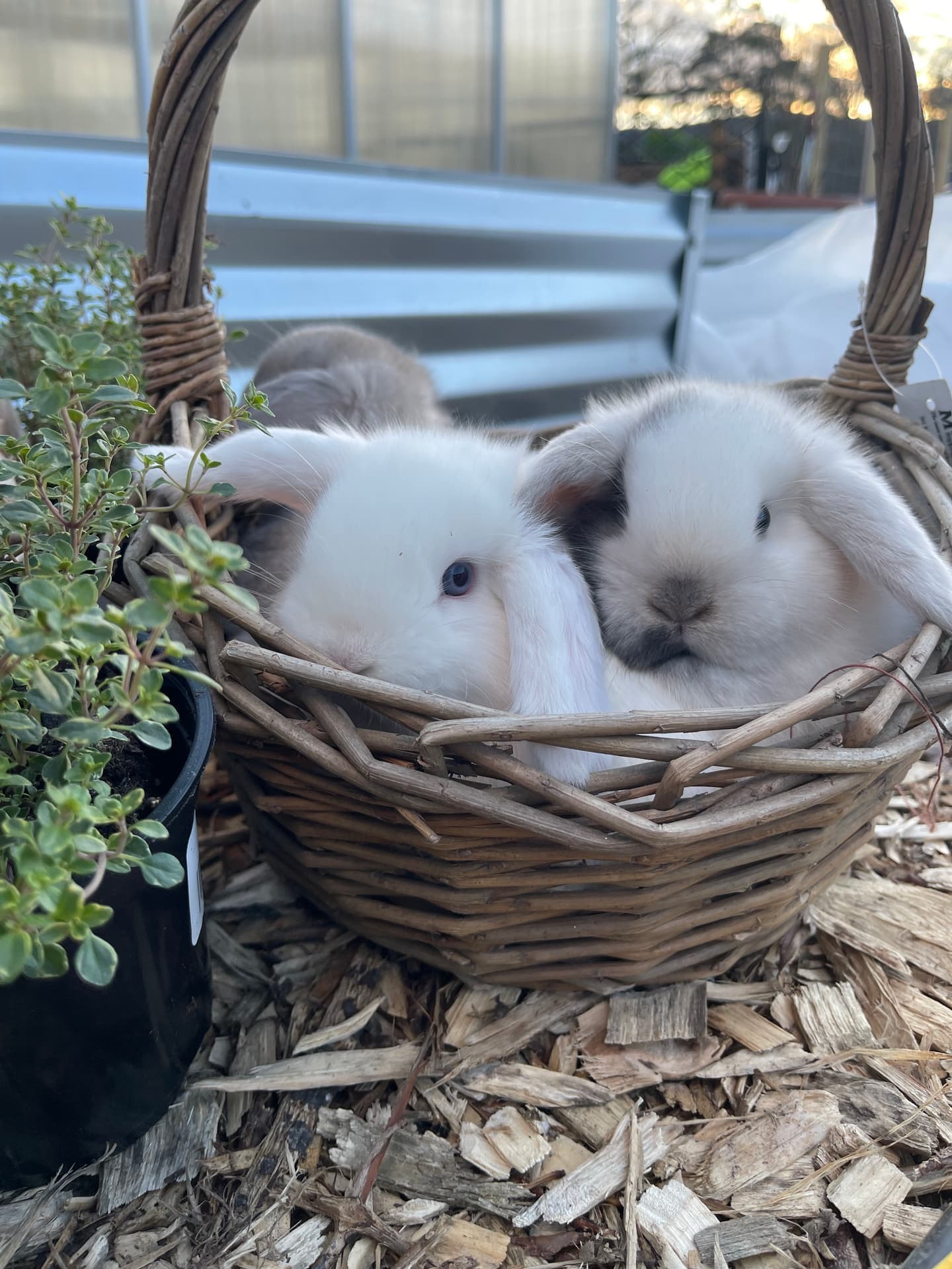 Pair of Holland Lops in a basket outdoors