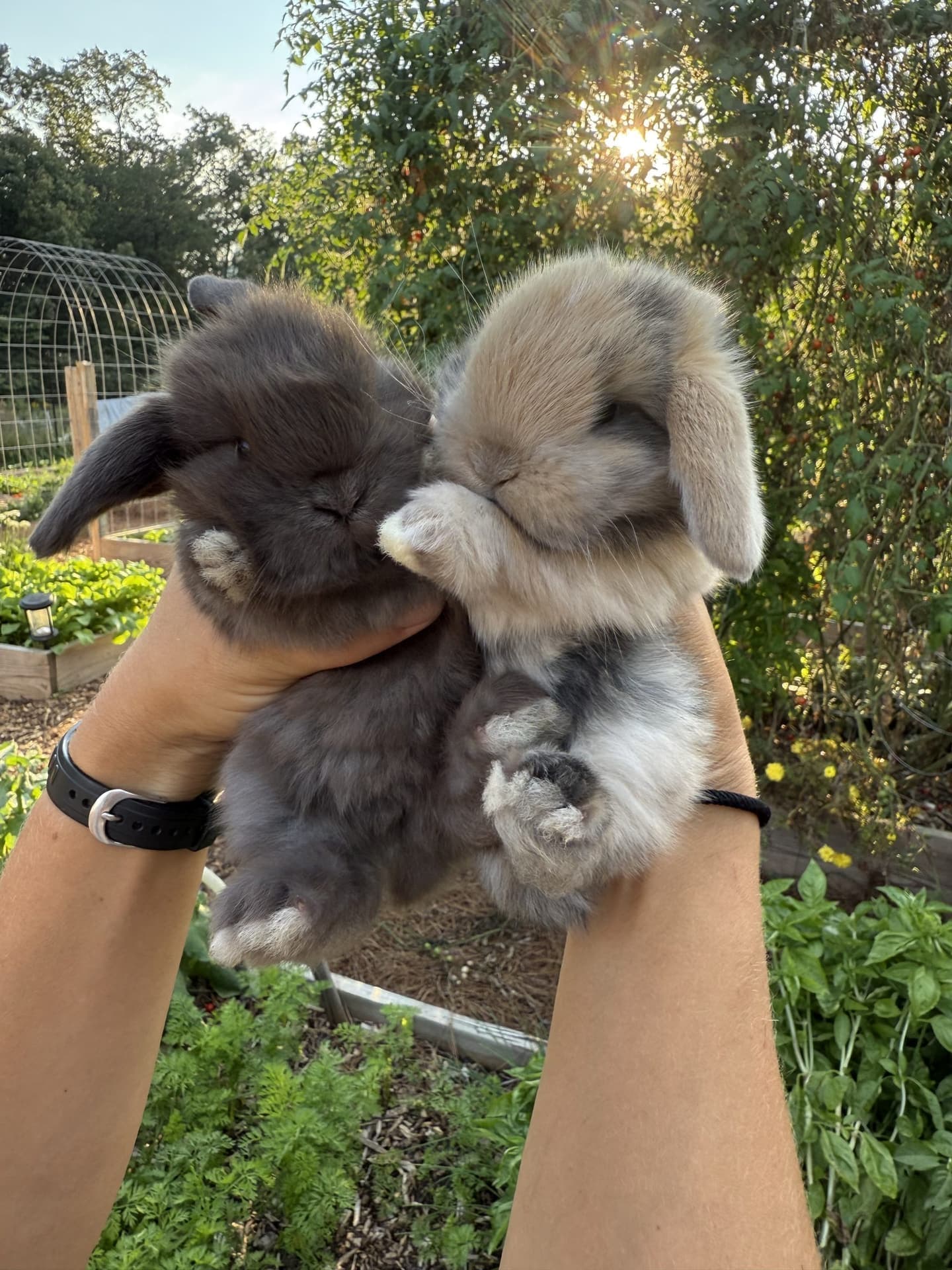 Pair of Holland Lop bunnies — blue and tort — in the garden