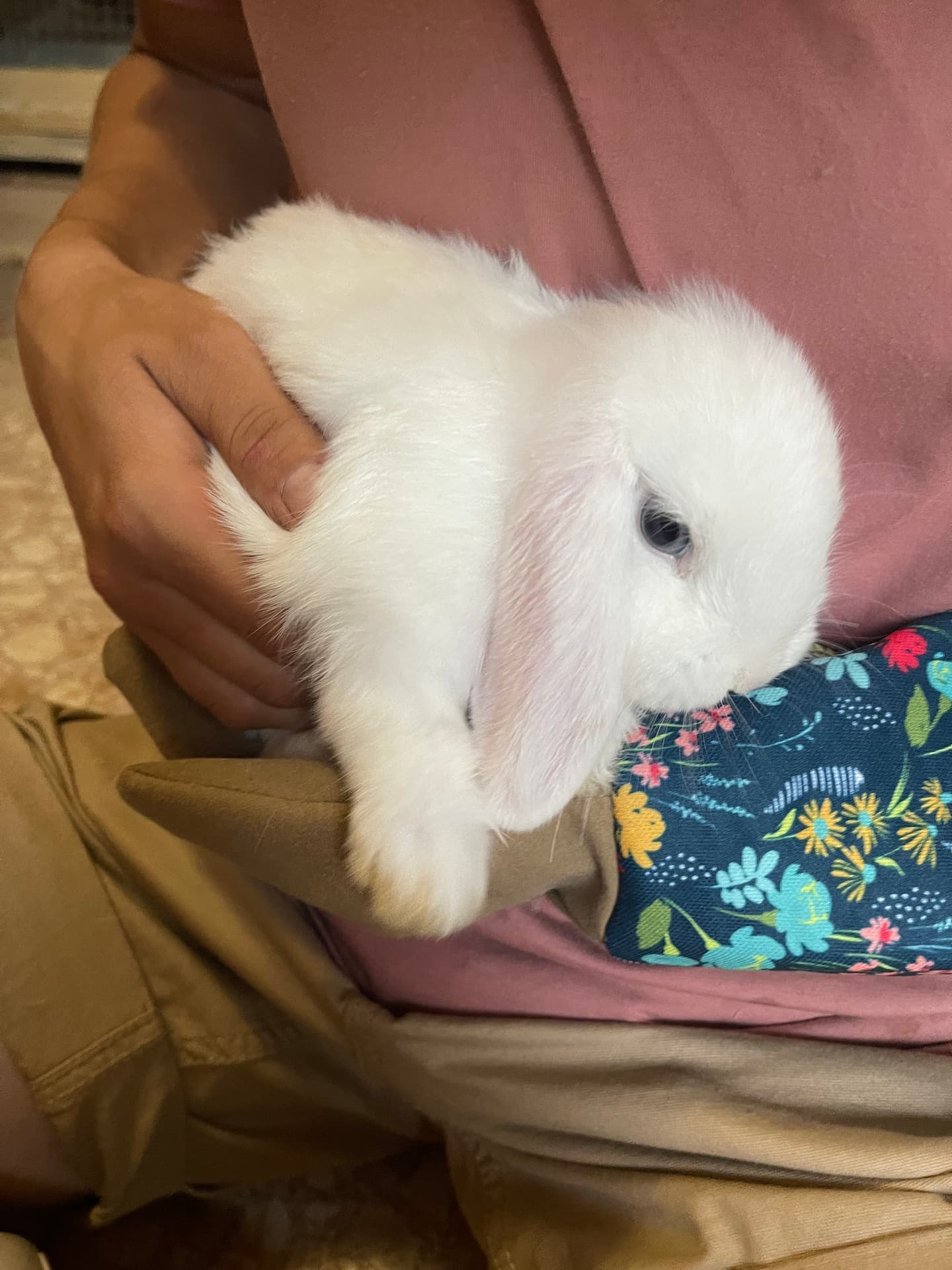 White Holland Lop baby being held