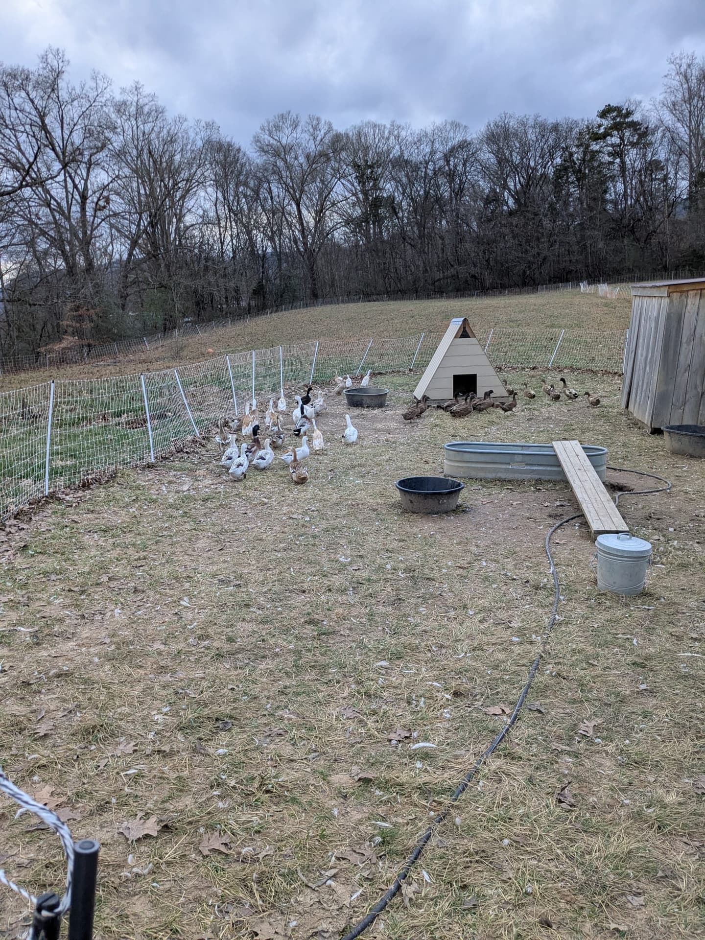 Ducks and chickens together on pasture
