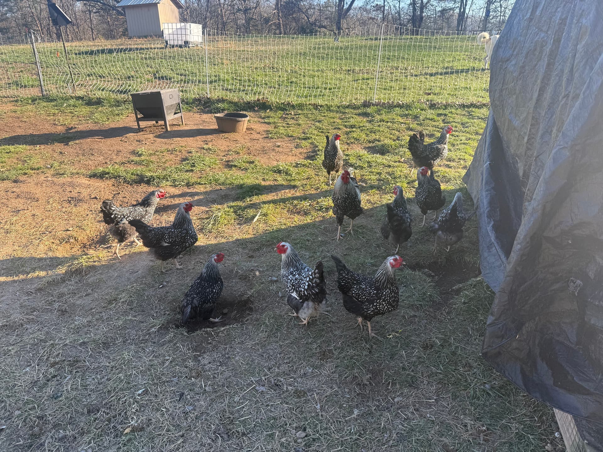 Mixed chicken flock on the pasture