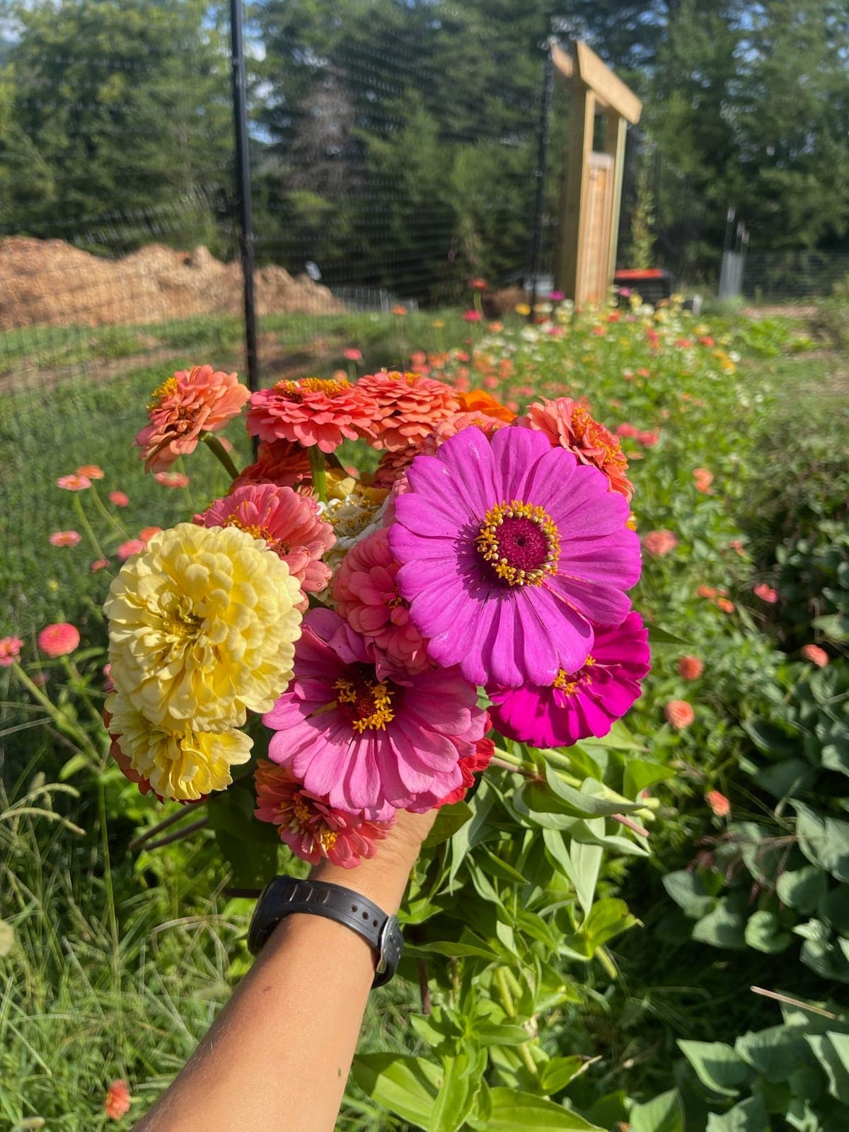 Bouquet of homestead zinnias