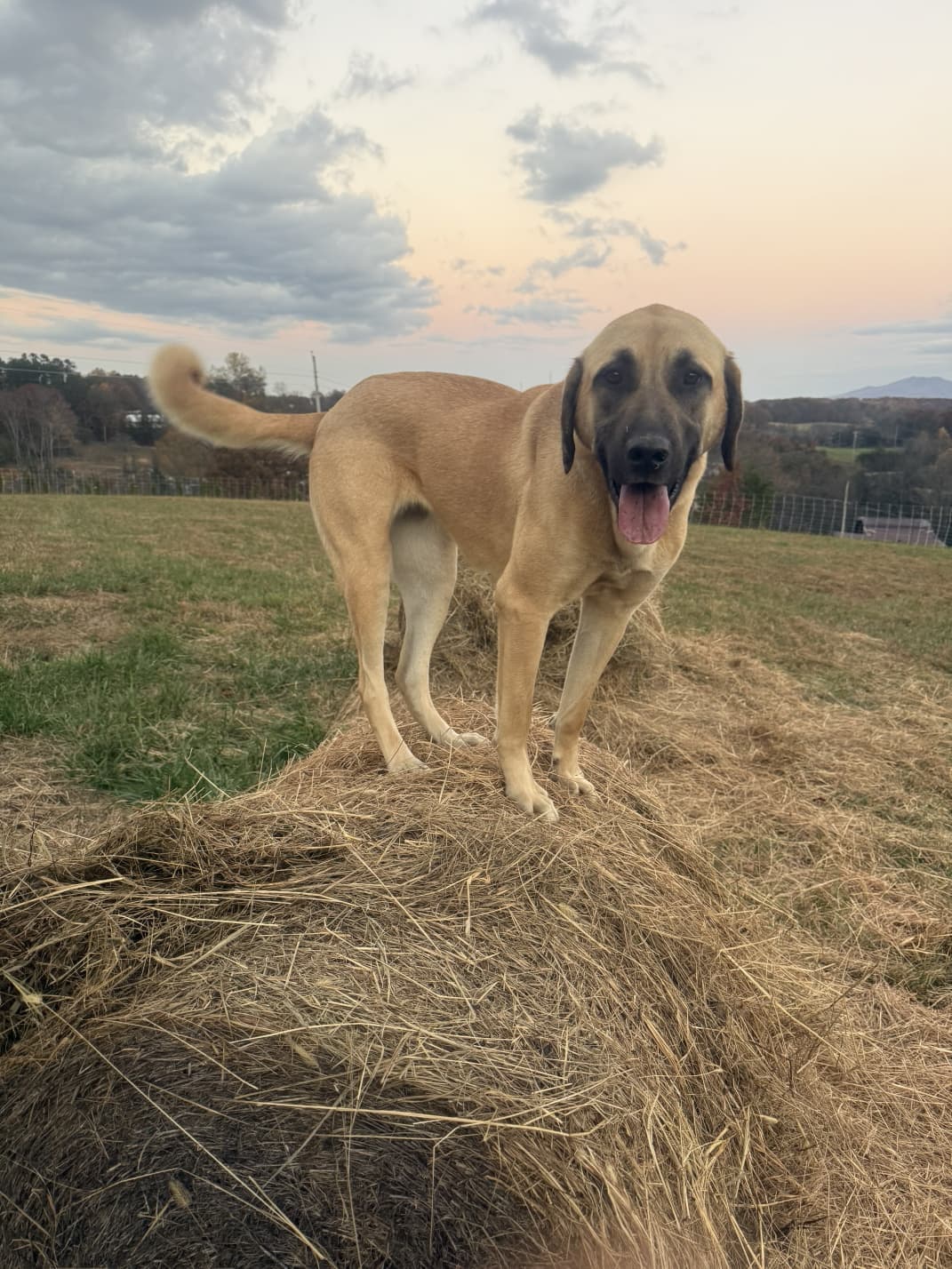 Livestock guardian dog at sunset on the pasture