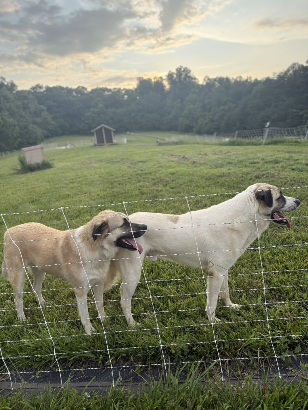 Pair of Anatolian livestock guardian dogs
