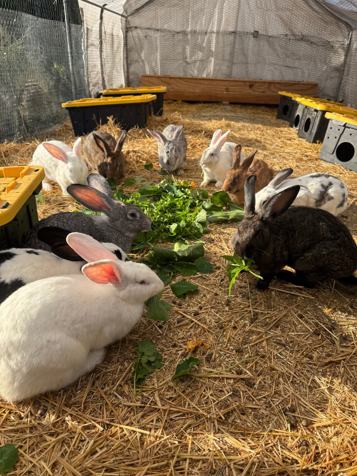 Mixed rabbits eating greens in outdoor pen