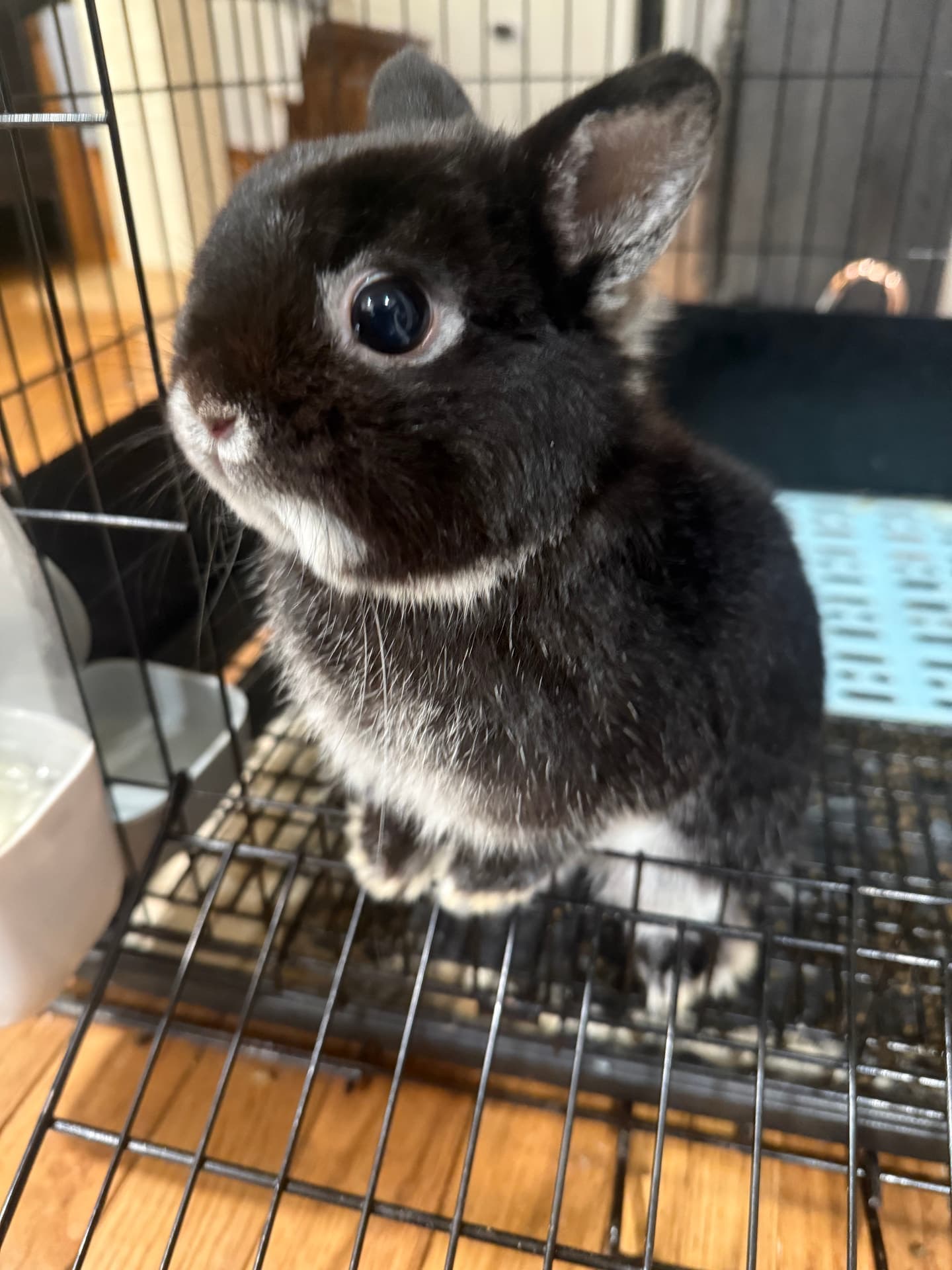 Black otter Netherland Dwarf baby