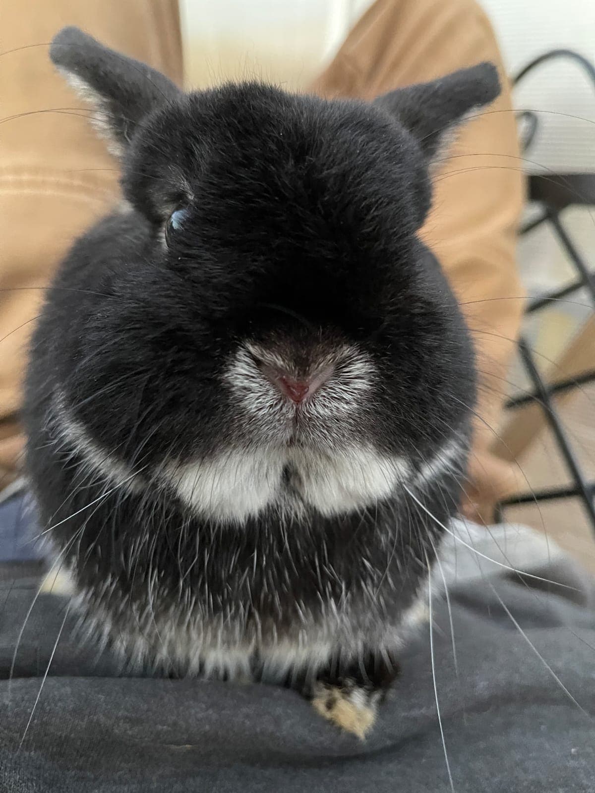 Black otter Netherland Dwarf close up portrait