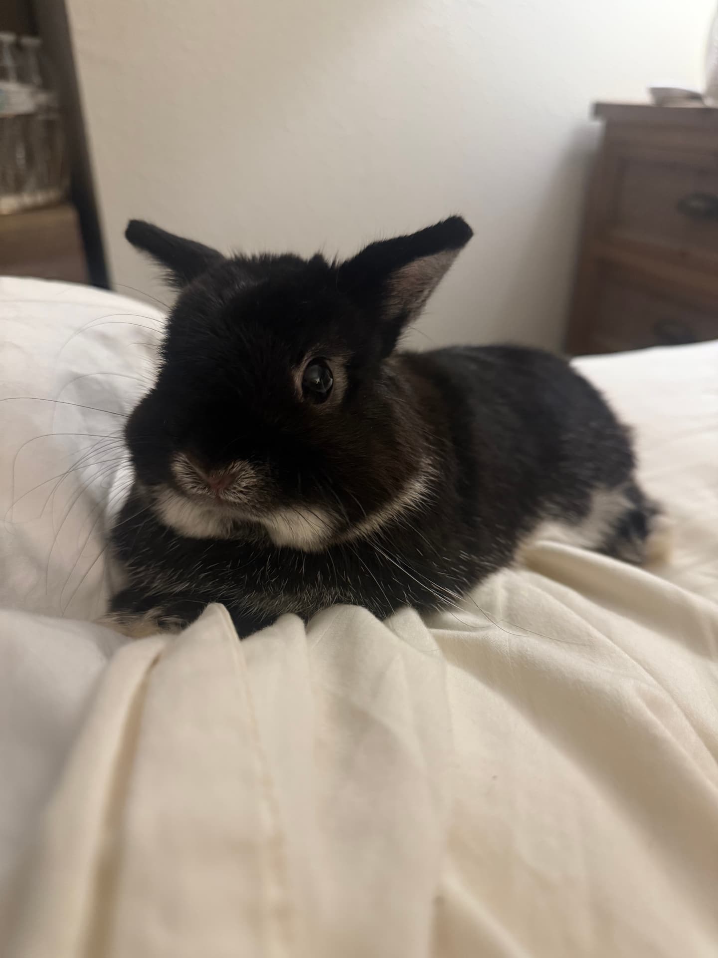 Broken black Netherland Dwarf at home