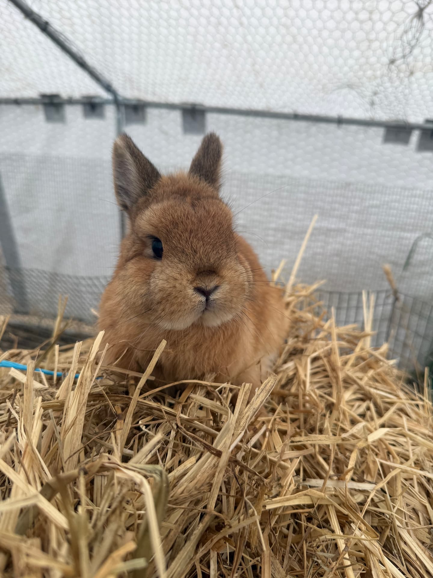 Orange Netherland Dwarf baby in pen