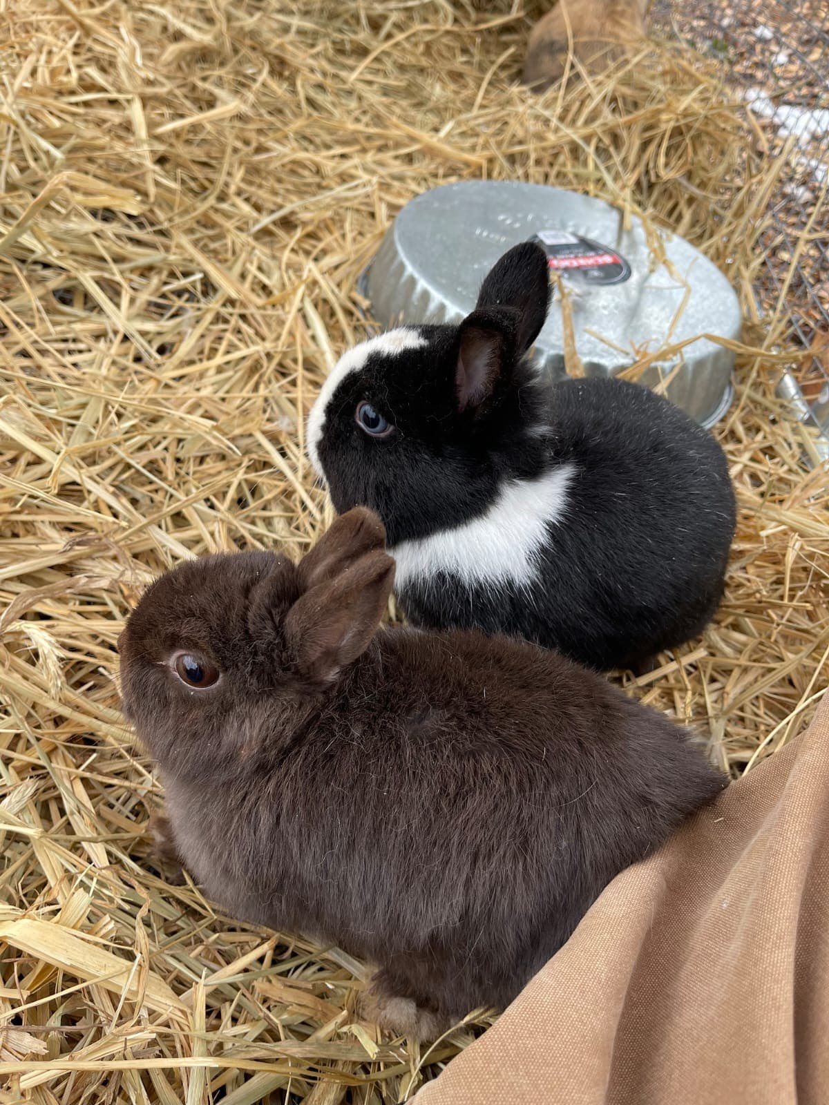 Netherland Dwarf otter pair in straw