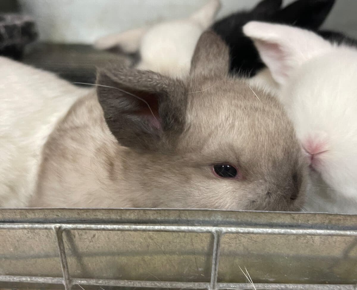 Siamese sable Netherland Dwarf baby