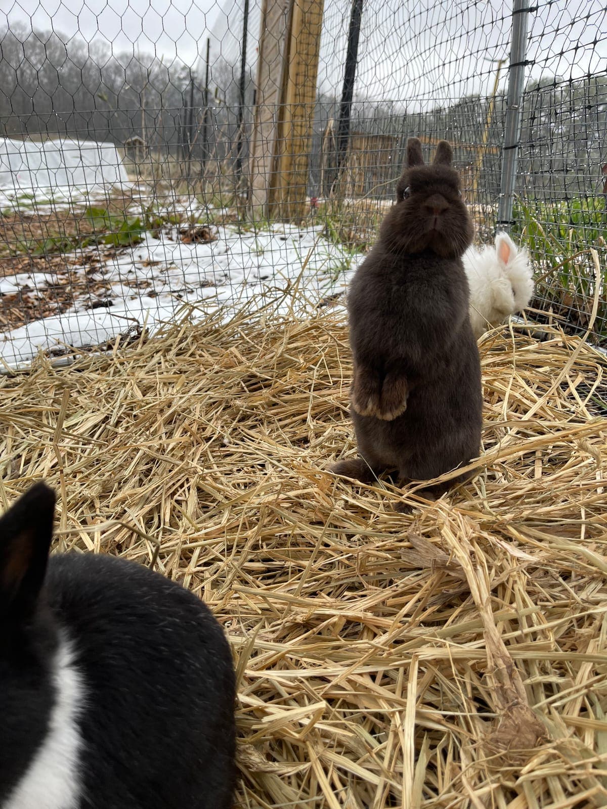 Netherland Dwarf standing up in the snow