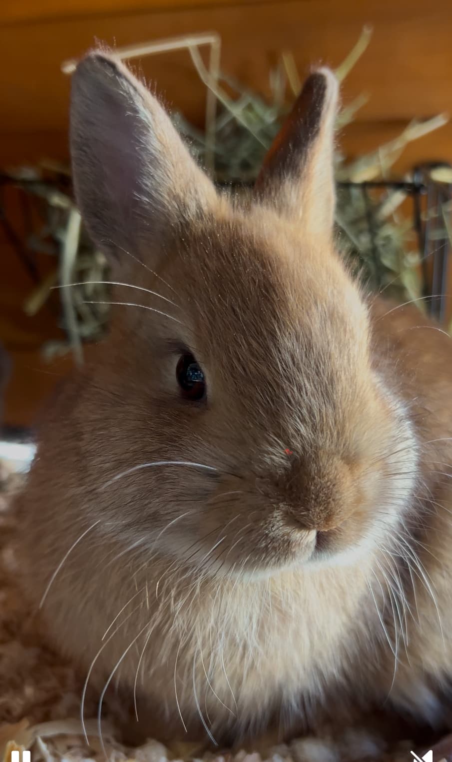 Tan Netherland Dwarf baby portrait