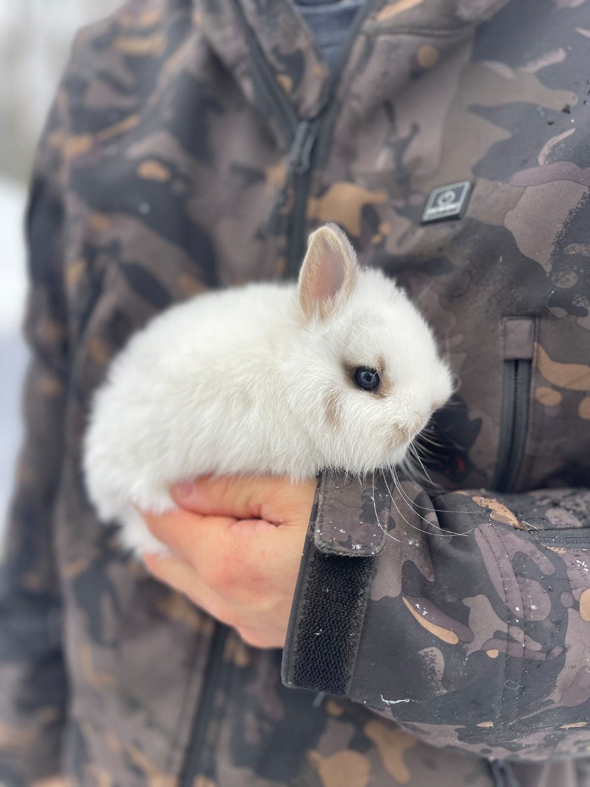 White Netherland Dwarf baby held in snow