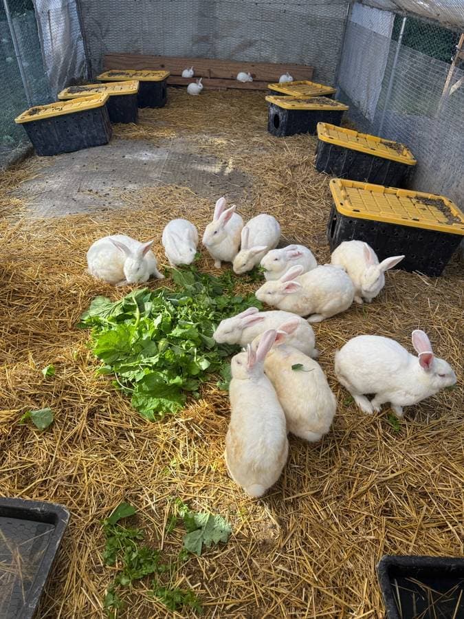 New Zealand White rabbits eating fresh greens in an outdoor pen