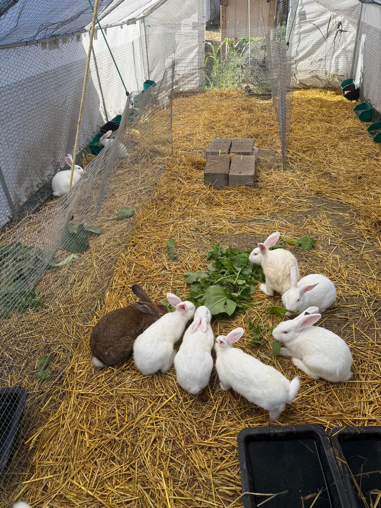 White New Zealand rabbits eating fresh greens