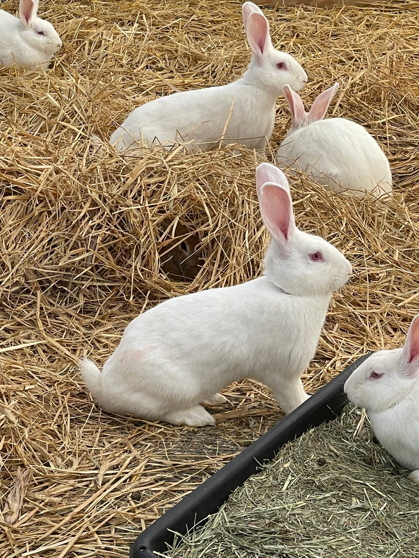 Group of New Zealand White rabbits resting in straw bedding