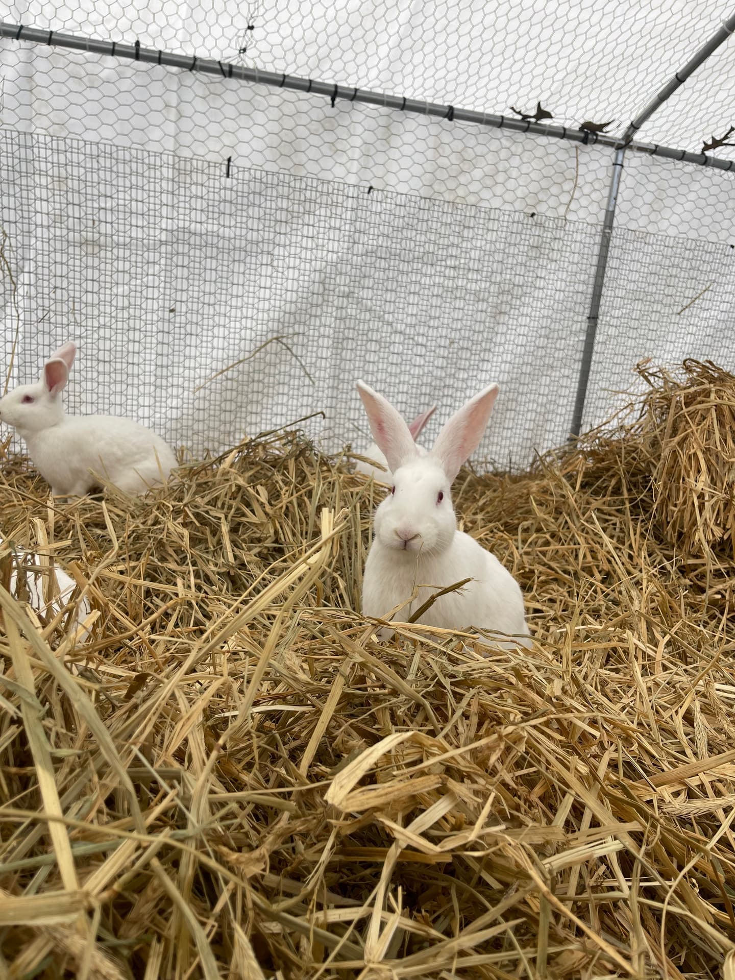 New Zealand White rabbits in a straw-bedded pen at AMRabbits in Newport, TN