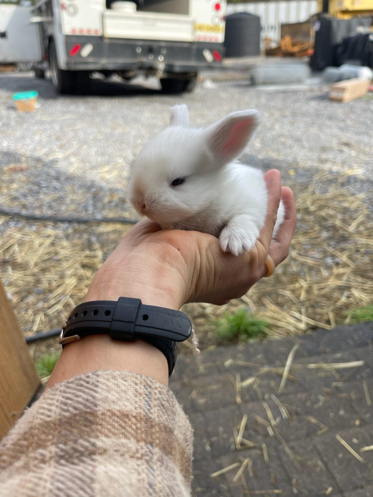 Newborn white bunny held in hand