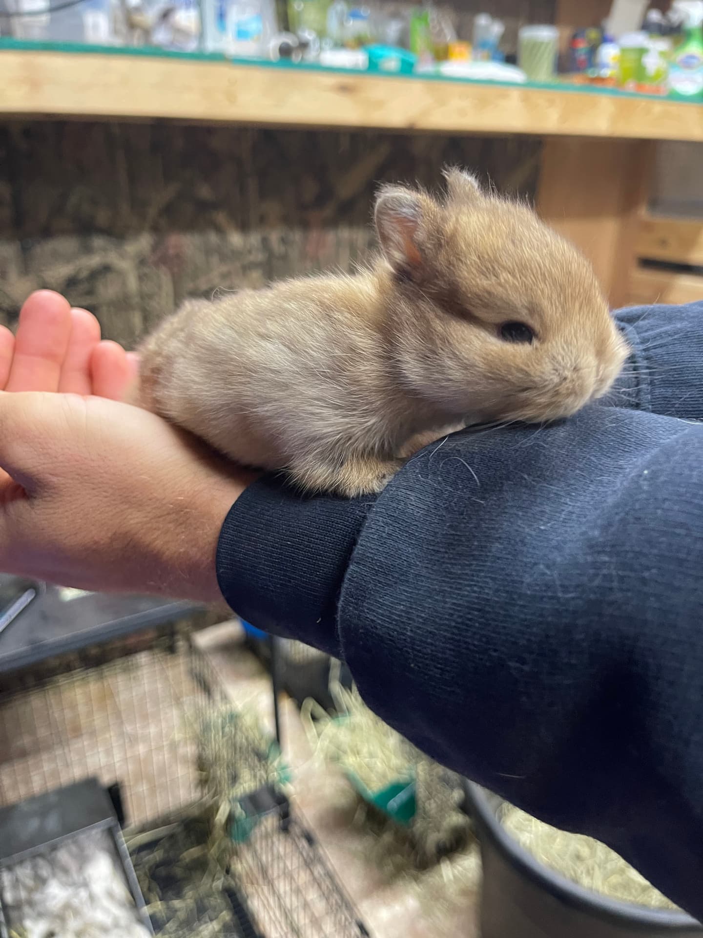 Newborn Holland Lop bunny held in hand