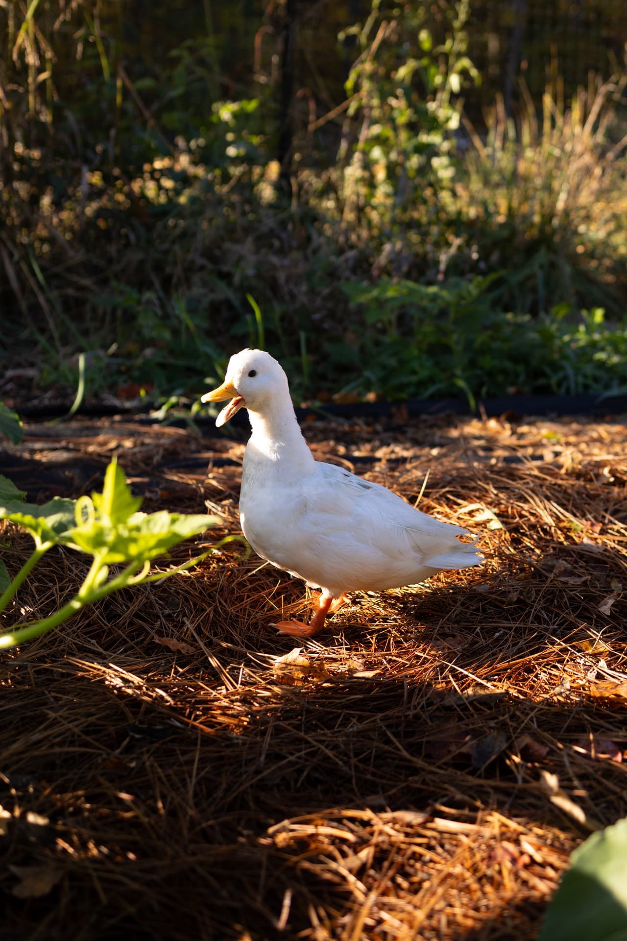 Pekin duck in the homestead garden