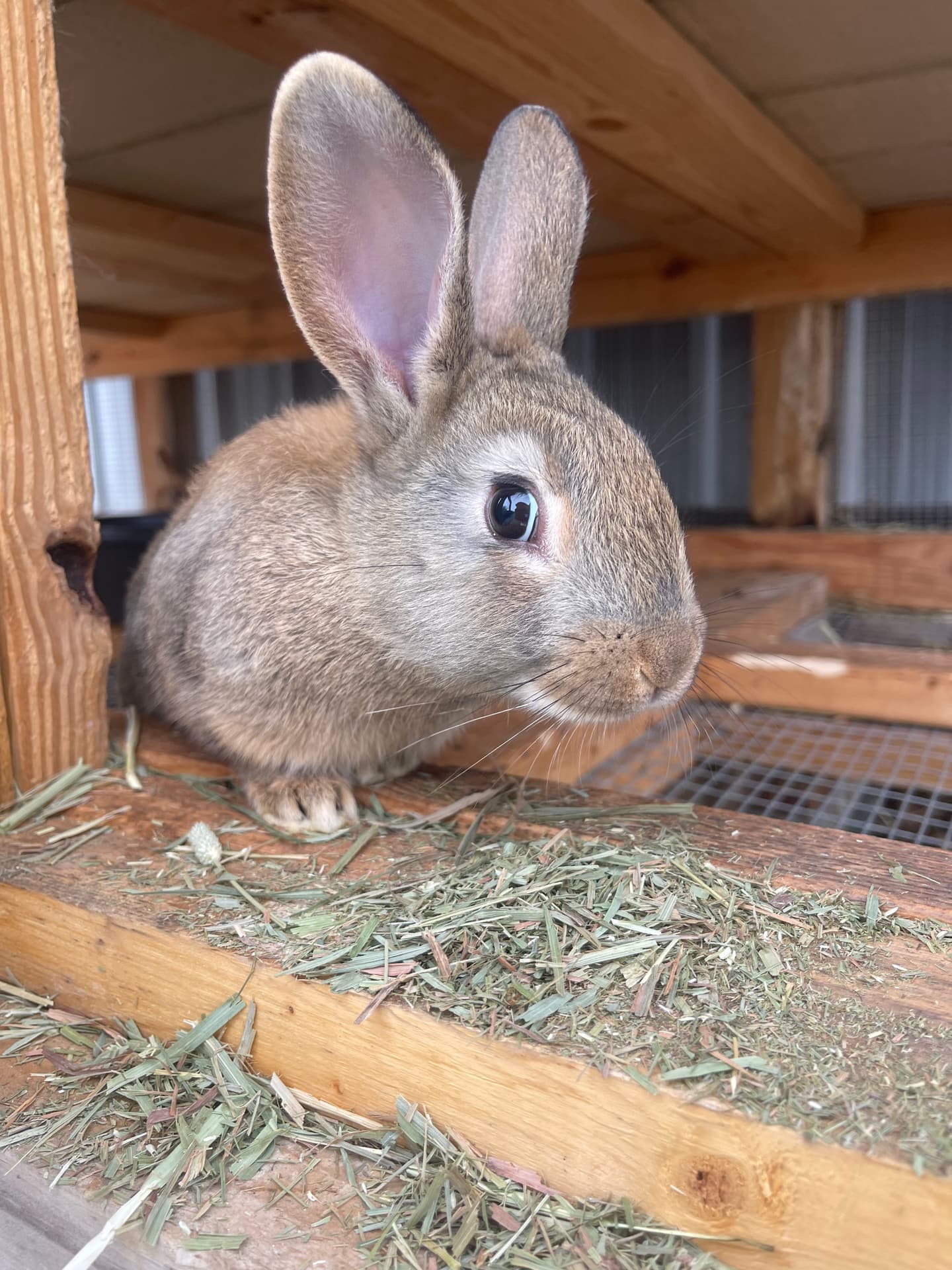 Fawn baby rabbit closeup in hutch