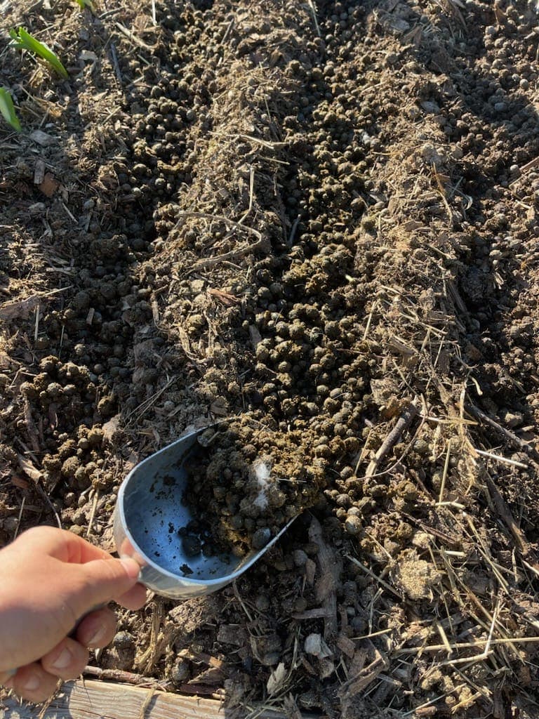 Rabbit manure used as fertilizer