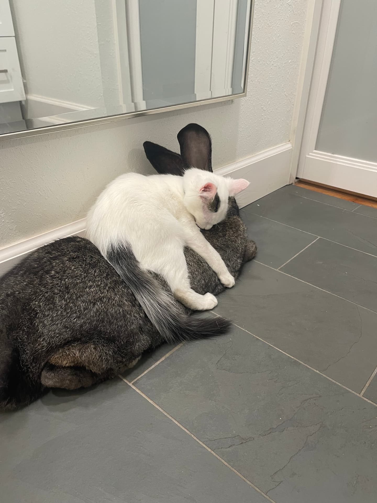 Rabbits cuddling on the tile floor