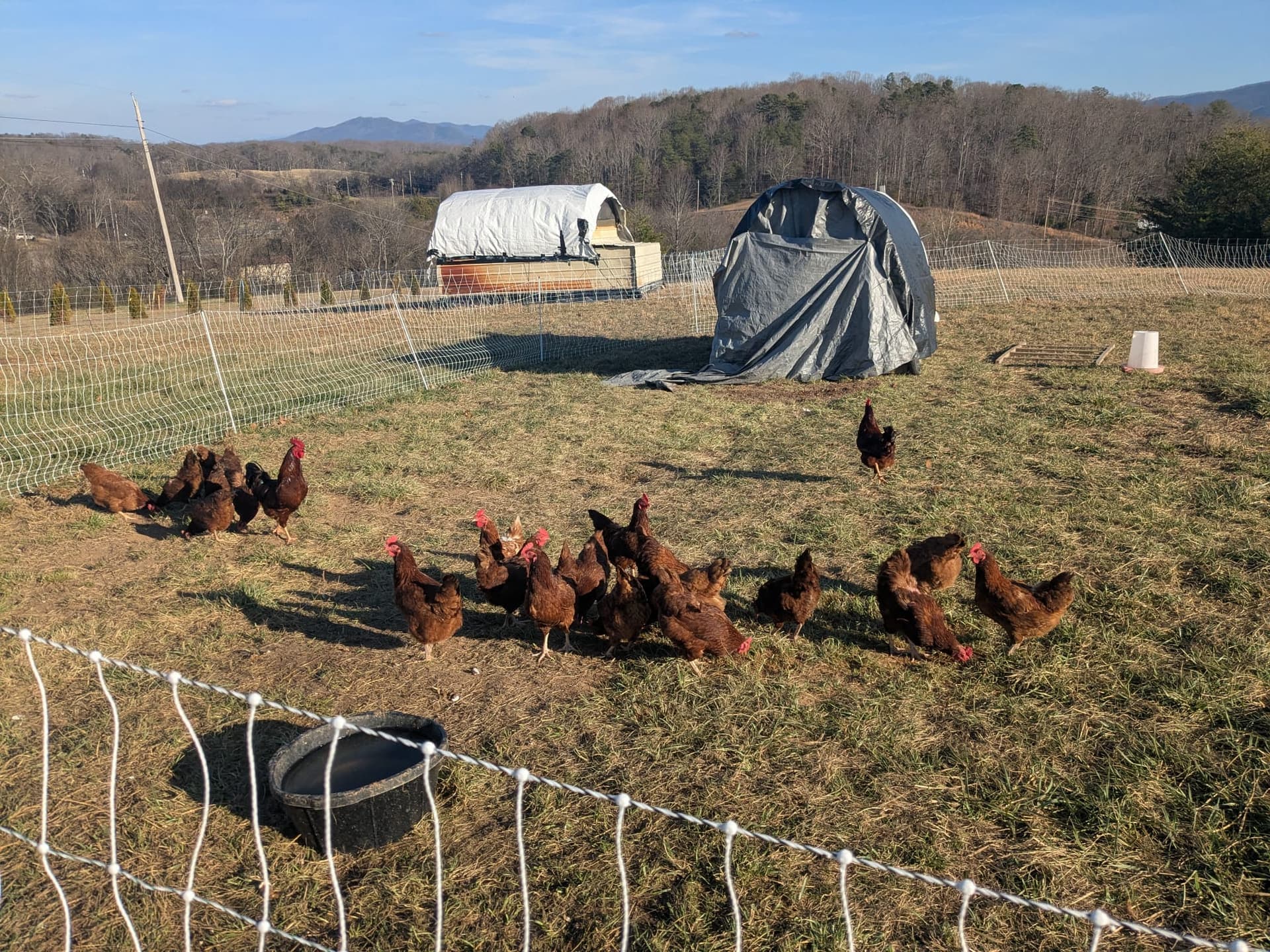 Rhode Island Red chickens with mountain view