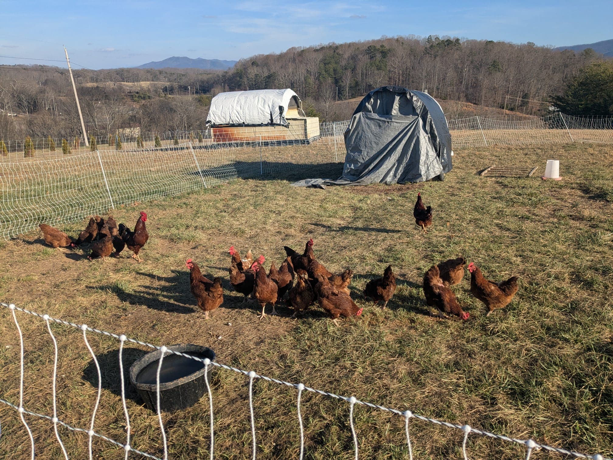 Rhode Island Red chickens with mountain view