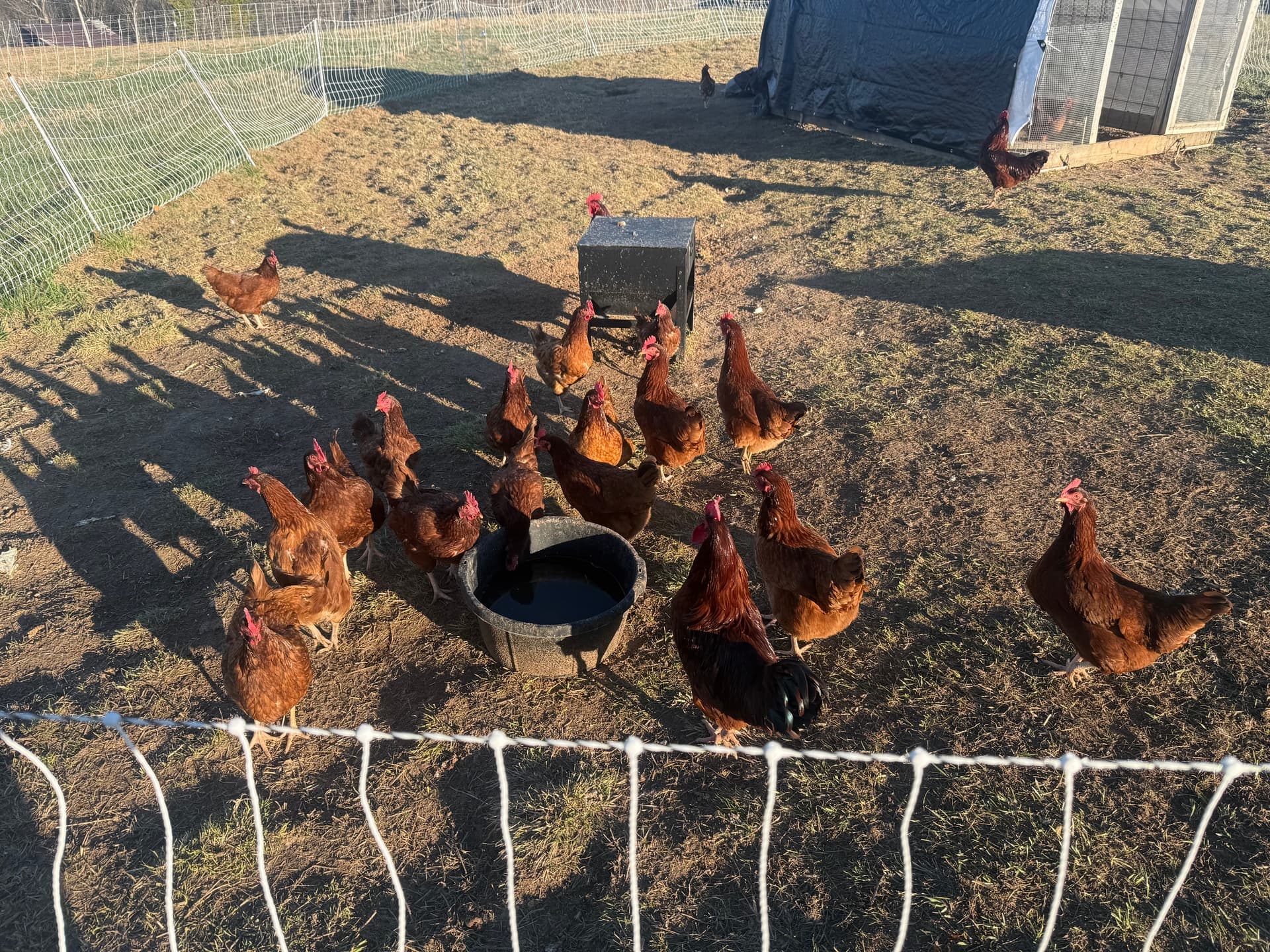 Rhode Island Red chickens on pasture