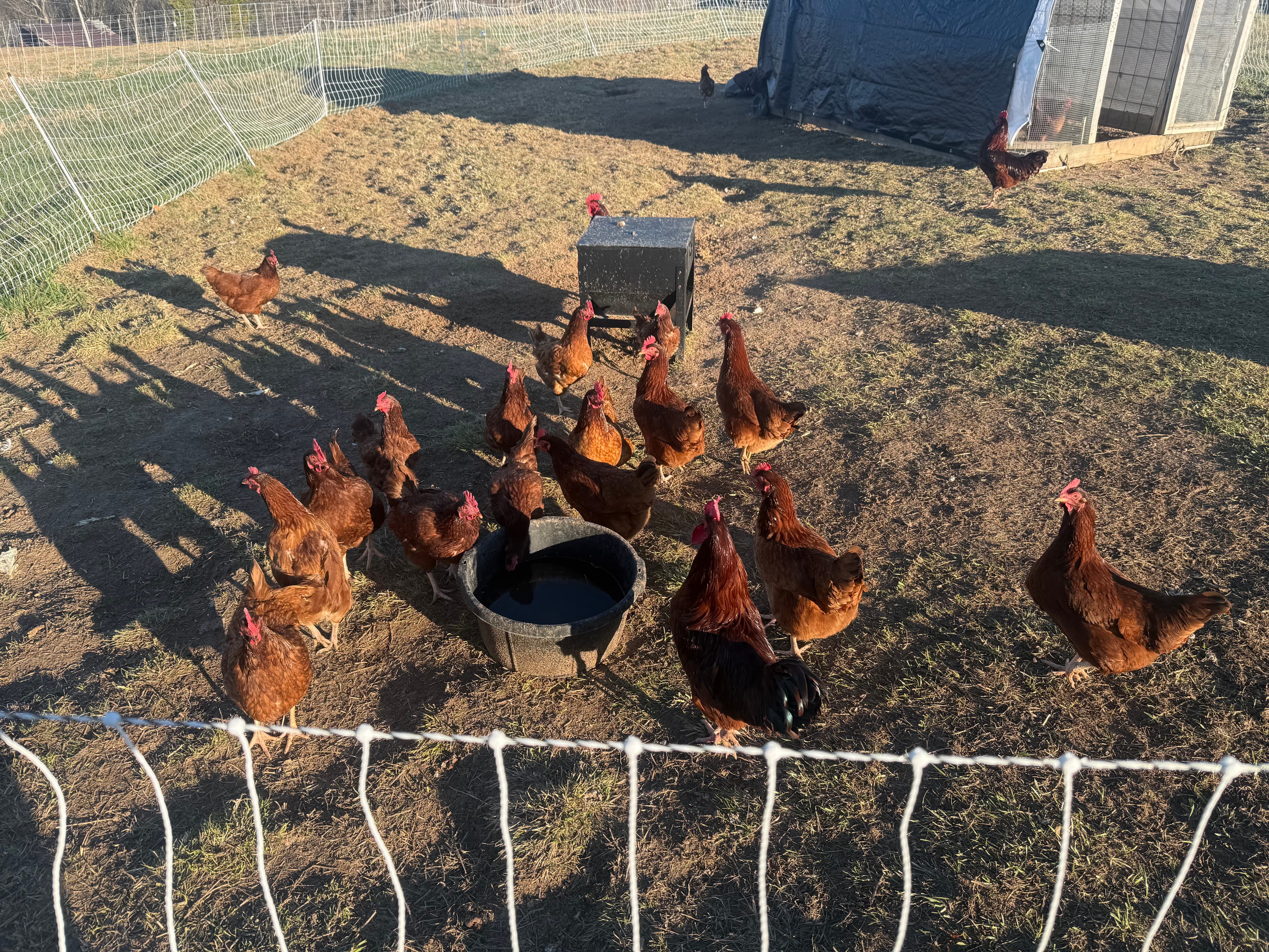 Rhode Island Red chickens on pasture