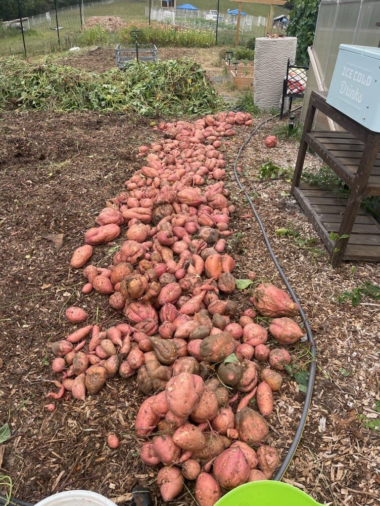 Sweet potato harvest from homestead garden