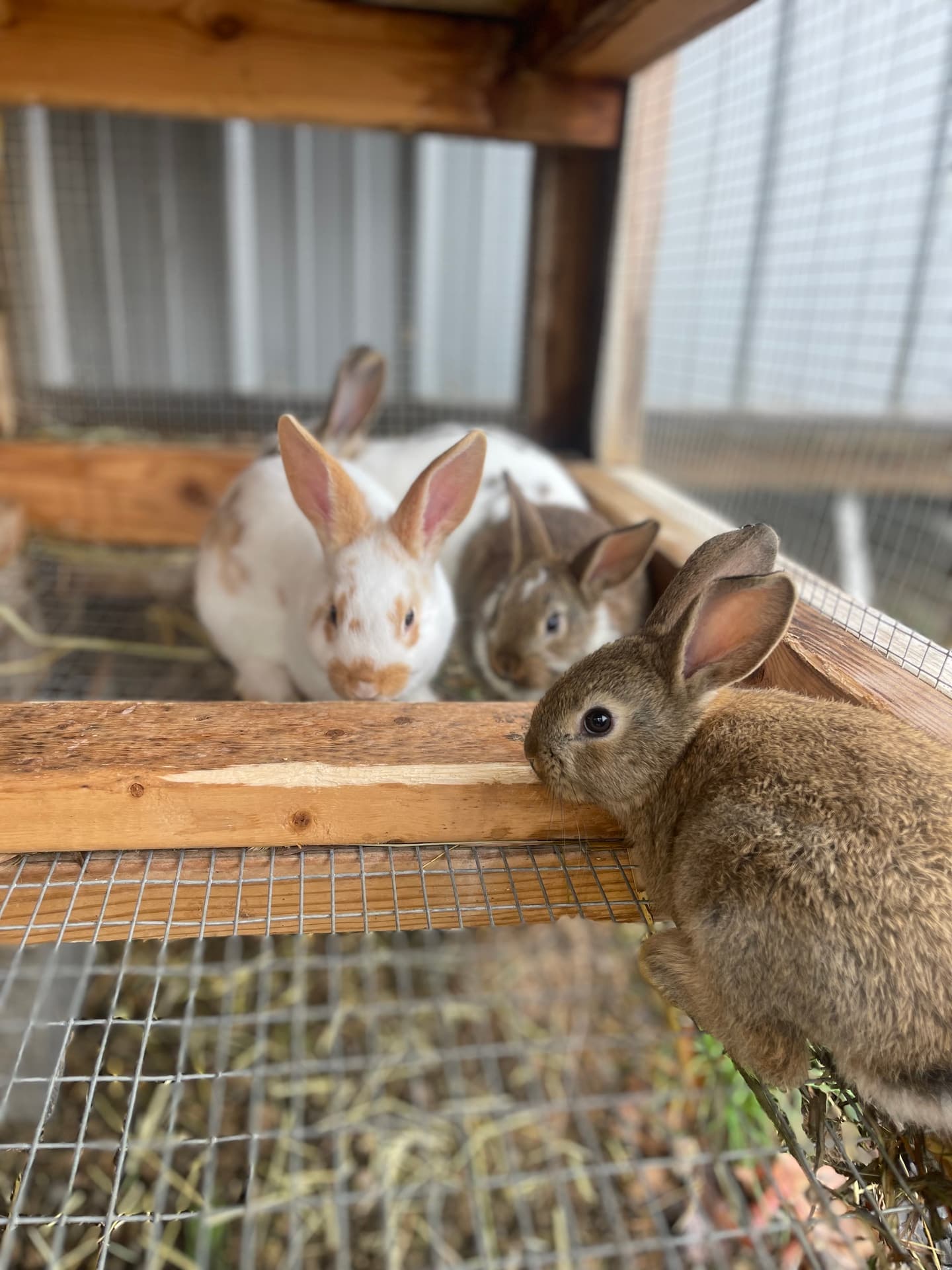 Young broken fawn rabbits in hutch