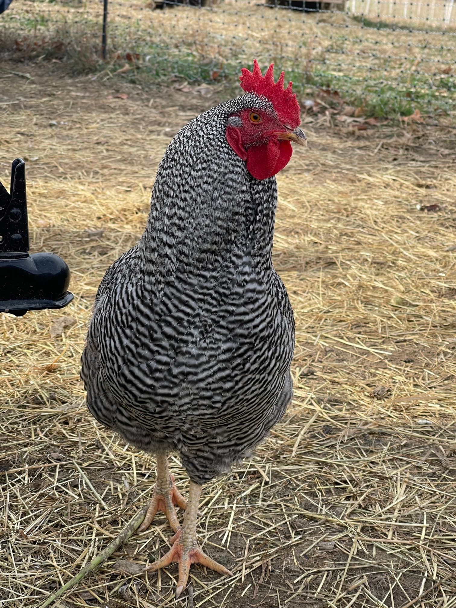 Barred Rock rooster with black-and-white barred feathers